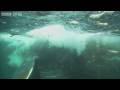 HD Web Extra: Whale GULP - Nature's Great Events - BBC One