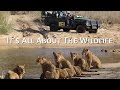 MalaMala South Africas Legendary Private Game Reserve ITS ALL ABOUT THE WILDLIFE
