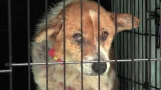 映画『犬と猫と人間と2 動物たちの大震災』予告編 - YouTube
