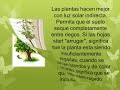 Planta del dinero simbolo de buena suerte y buena fortuna