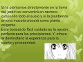 Planta del dinero simbolo de buena suerte y buena fortuna