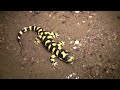 Metamorphosis: Amphibian Nature Documentary