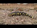 Metamorphosis: Amphibian Nature Documentary
