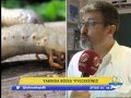 BÖCEK YİYECEĞİZ! Obrázok autora