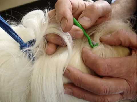 removing dog ticks. Removing a tick from a dog