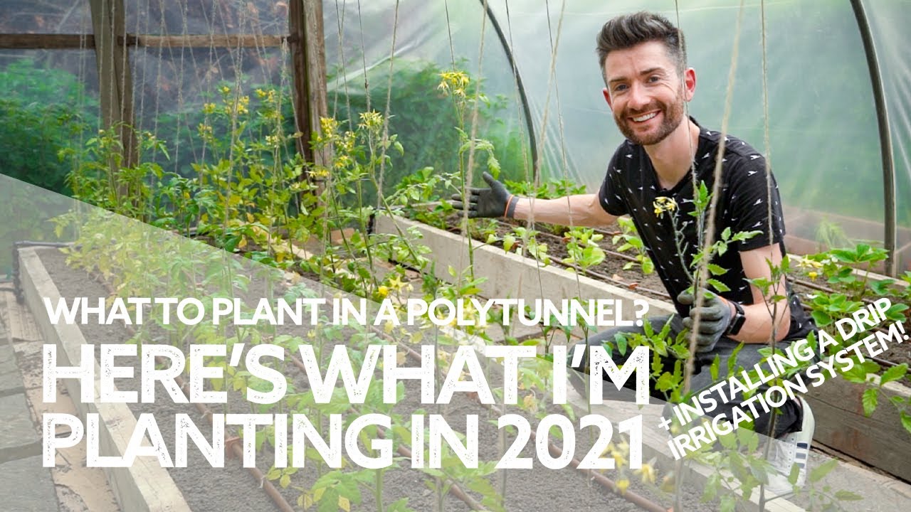 Planting the Polytunnel for Productivity & Abundance!… and Installing a Drip Irrigation System