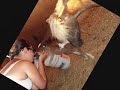 Miniature Horse Baby