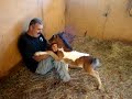 Miniature Horse Baby