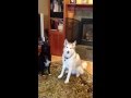 What Does A Wolf Say