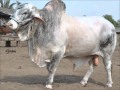 sibbi bulls