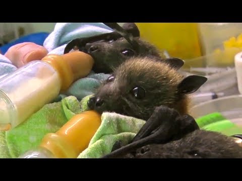 Orphan Bats - Cheezburger