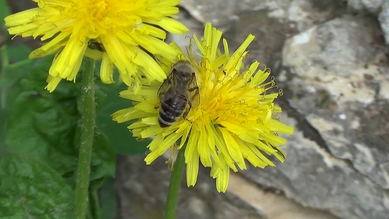 Pčela na cvetu slicnom maslačku