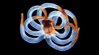 Amazing Microscopic Life Forms Found Youtube
