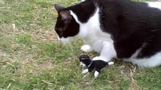 Cat Sneezing A Lot Youtube