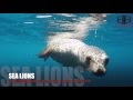Video of Sea Lions