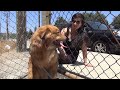 A dog rescue that will make you smile. Please share on FB & Twitter. Mobile users - see link below