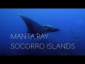 Video of Manta Rays