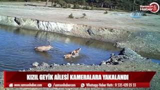Karadeniz'de Kızıl geyik ailesi kameralara yakalandı