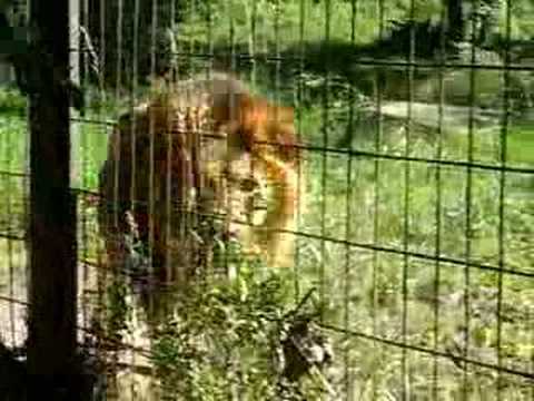 Calgary zoo coupons