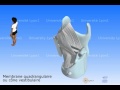 Le larynx 3 - Ligaments et cordes vocales