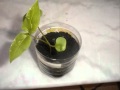 miniature