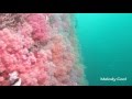 Video of soft coral 