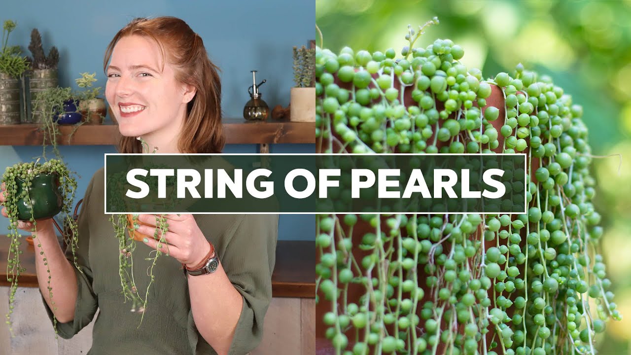 How to Grow an Epic String of Pearls Plant - Mountain Crest Gardens