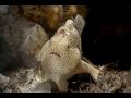 Frogfish Lure | Painted Frogfish