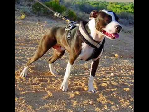 strongest pitbull in world. The Great American Pit Bull