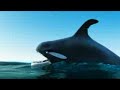 Funny animation about intelligent penguins