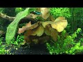 Substrate for a planted tank