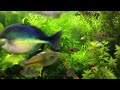 Substrate for a planted tank
