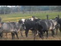 VENTA DE NOVILLAS DE VIENTRE PREÑADAS F1 HOLSTEIN POR GYR