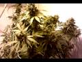 Medical Closet Grow part 16 ALL HYDRO GROW