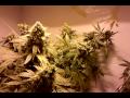 Medical Closet Grow part 16 ALL HYDRO GROW