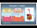 Glucose and Insulin