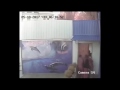 Захват дельфинария