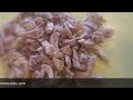 Chicken Soup- شوربة دجاج
