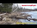 MUSKRAT TRAPPING AND BEAVER TRAPPING SPRING WATER TRAPPING PT 1