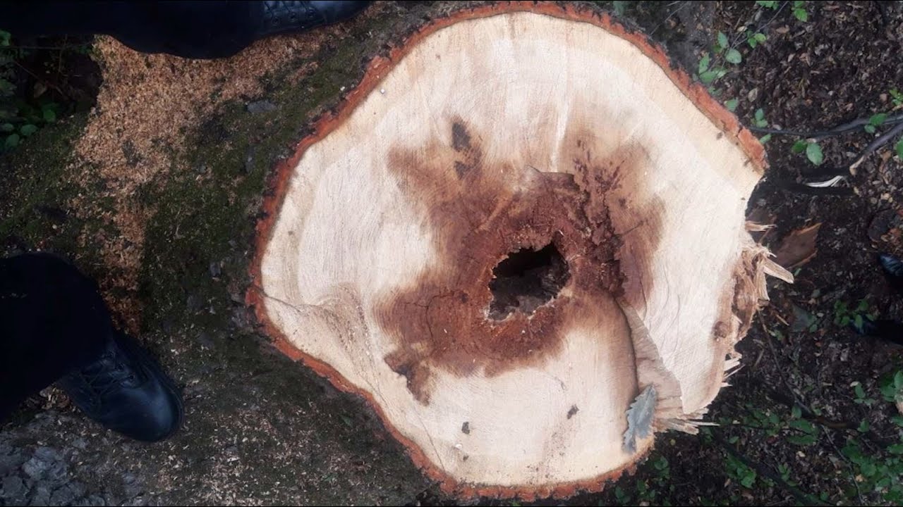 19 միլիոն դրամի վնաս անտառապահի անփութության հետևանքով. Թումանյանի իրավապահների բացահայտումը