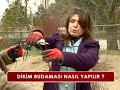 NASIL BUDAMA YAPILIR BÖLÜM 1