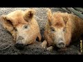 Rote Mangalitza Wollschweine Arche Warder