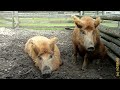 Rote Mangalitza Wollschweine Arche Warder