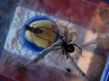 Feeding The Giant Black Widow