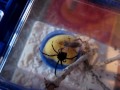 Feeding The Giant Black Widow