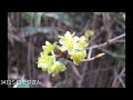 シロモジ(白文字) 検索散歩 植物図鑑