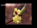 シロモジ(白文字) 検索散歩 植物図鑑