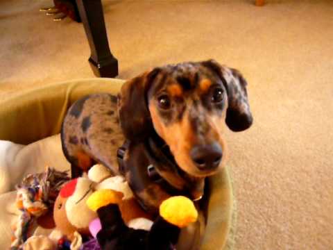 Tweenie Dapple Dachshund Exploring Snow. Buddy the Wonder Dachshund Buddy, 