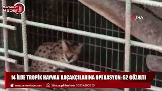 14 ilde tropik hayvan kaçakçılarına operasyon: 62 gözaltı