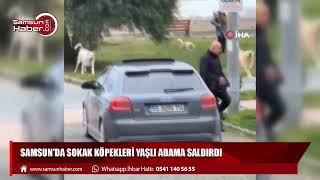 Samsun'da sokak köpekleri yaşlı adama saldırdı